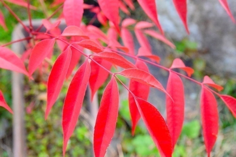 img20201111111519890370.jpg